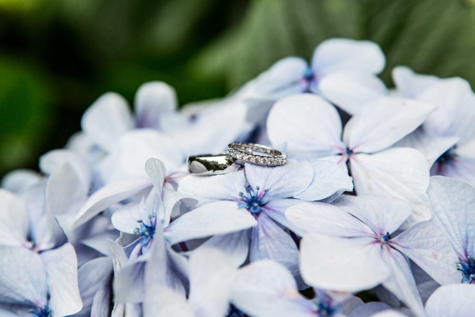 Two wedding rings resting on pale blue hydrangea petals